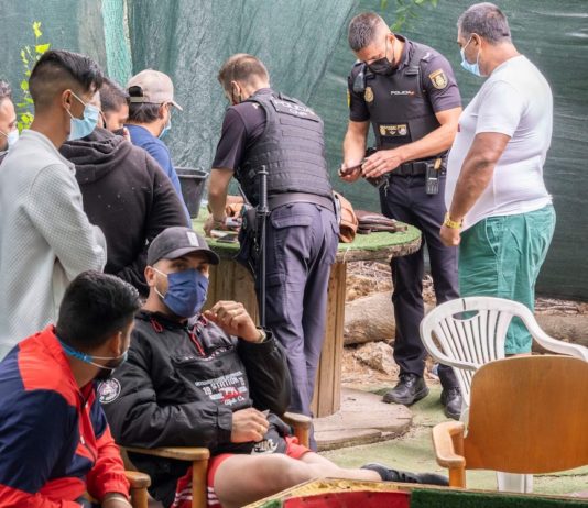 Peleas de gallos en Sanse