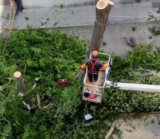 Acacias por aparcamiento en Aluche