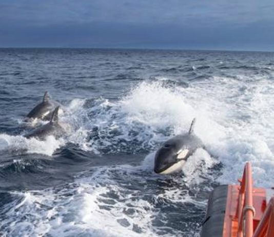 Avistamiento de orcas