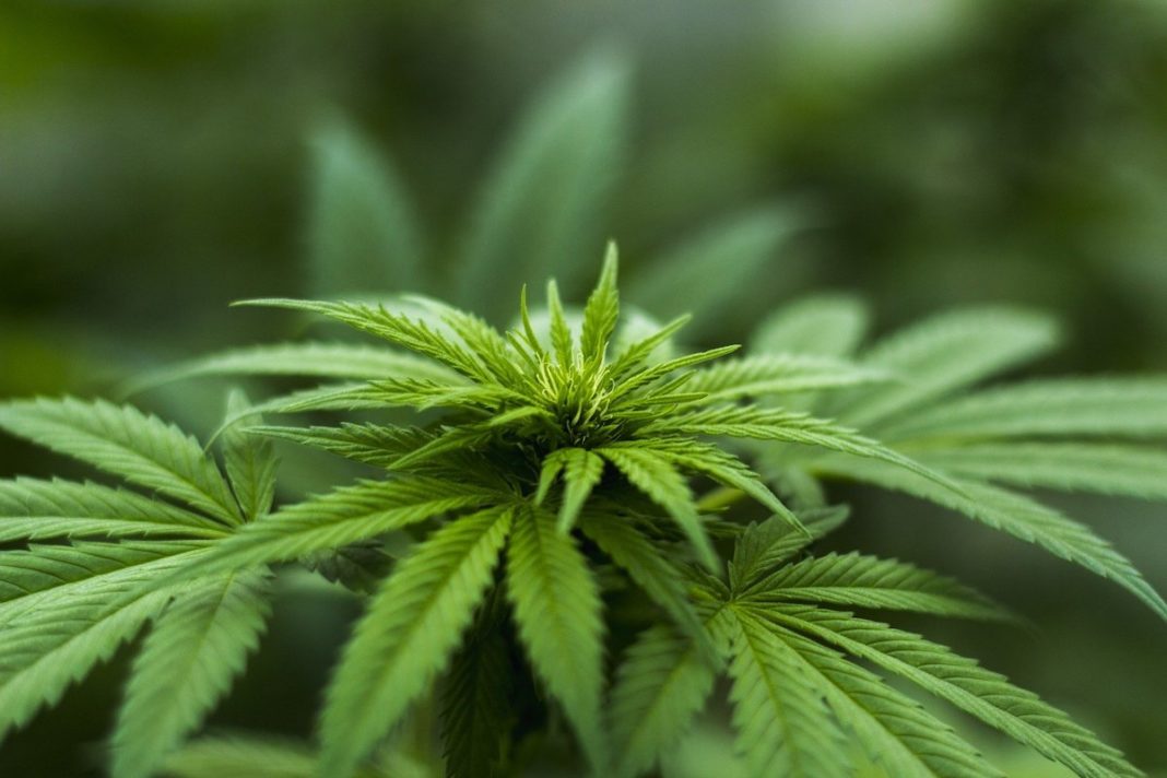 Cannabis Growshop