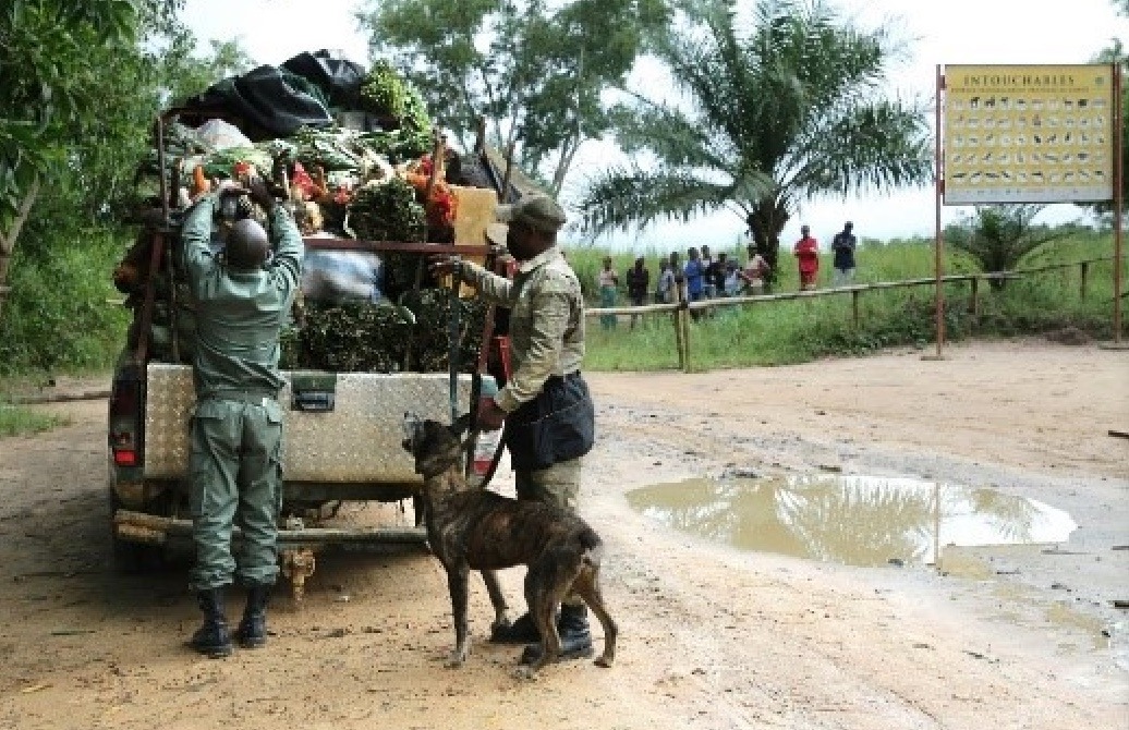 Congo unidad canina tráfico especies protegidas