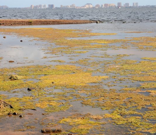 Greenpeace documenta el Mar Menor