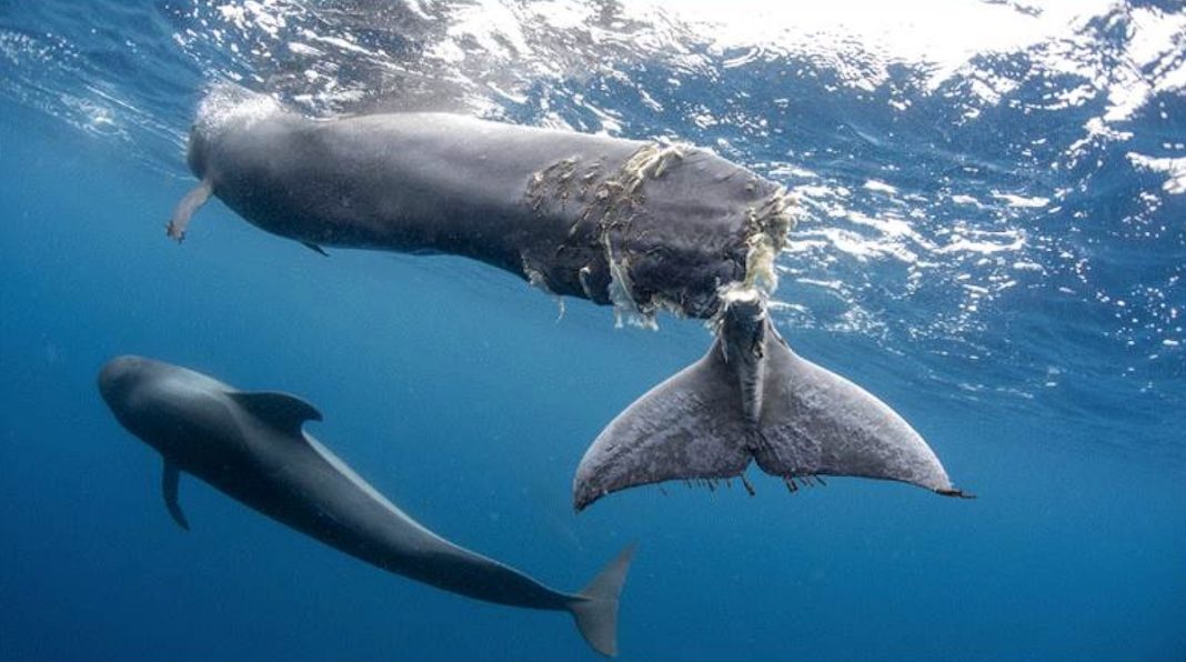 Hope: ejemplo de mutilación de ballenas en Tenerife