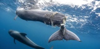 Hope: ejemplo de mutilación de ballenas en Tenerife
