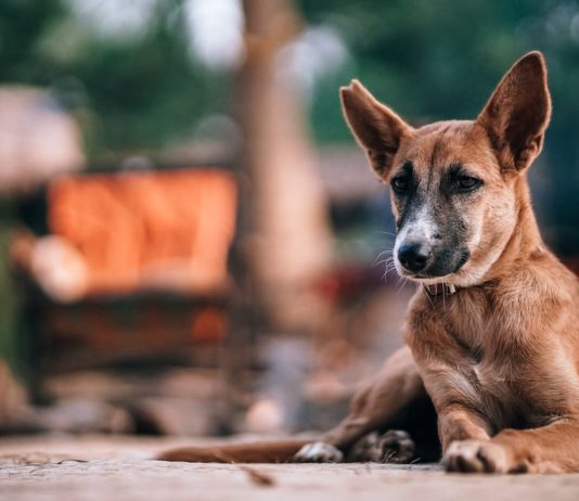 Perro Fundación Affinity RSCE