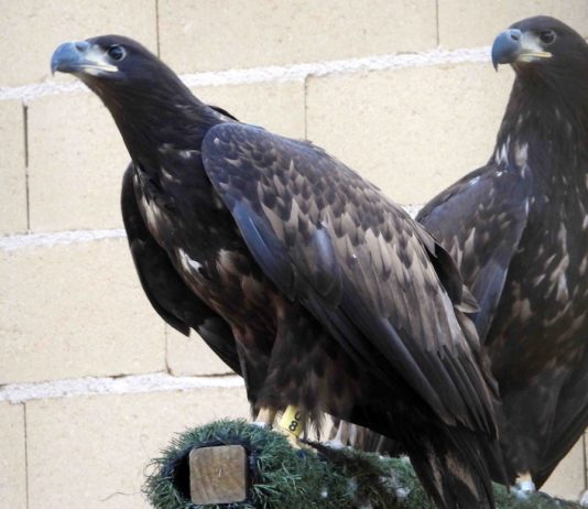 Dos pigargos jóvenes que serán liberados en Asturias. © GREFA