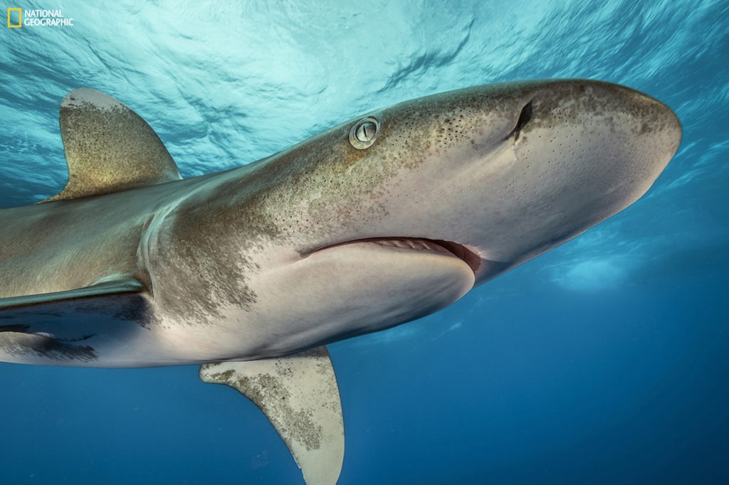Sharks Brian Skerry