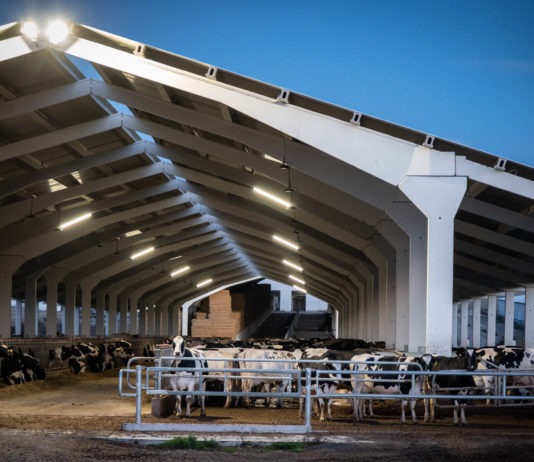 Greenpeace testifica el daño ambiental provocado por la macrogranja de Valle de Odieta en Caparroso, Navarra.