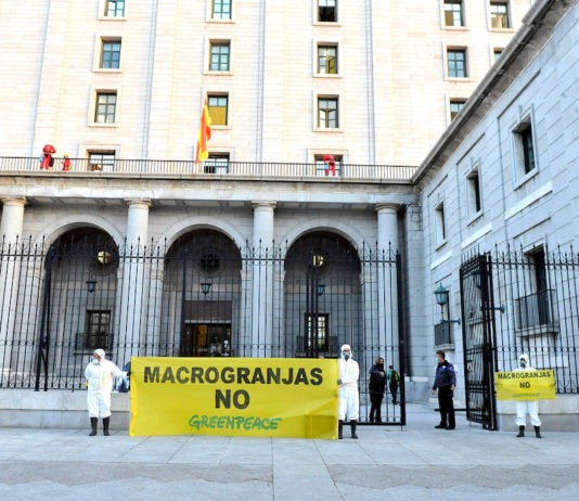 Casi una veintena de activistas de Greenpeace han instalado hoy en la puerta del Ministerio para la Transición Ecológica y el Reto Demográfico una vaca y un cerdo de unos 4 metros de altura para denunciar el insostenible impacto ambiental de la ganadería industrial en la calidad de las aguas. Junto a los animales gigantes, se ha simulado un “oloroso” vertido de purines, hecho con mezcla de humus y compost orgánico, y se han desplegado pancartas con mensajes como “Macrogranjas no” o “#ProtegeTuAgua”. © Greenpeace / MarioGómez