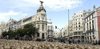 Rebaño de ovejas trashumantes por las calles de Madrid 14OCT2021