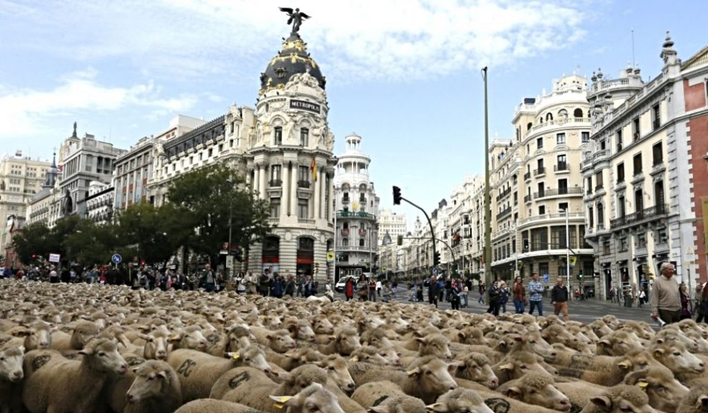 Rebaño de ovejas trashumantes por las calles de Madrid 14OCT2021