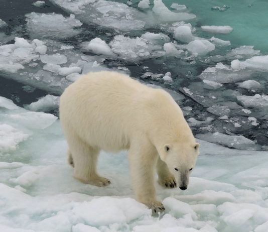 Oso polar © Deutscher Wetterdienst Karolin Eichler