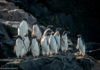 Pingüinos en la Antártida © Tomás Munita Greenpeace