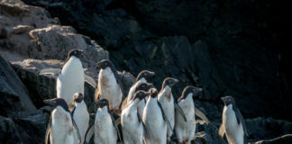 Pingüinos en la Antártida © Tomás Munita Greenpeace