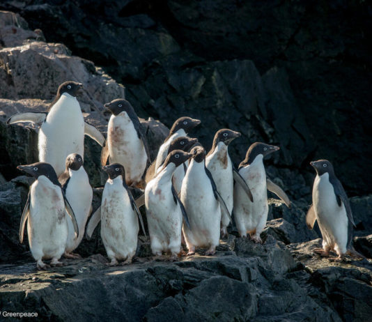 Pingüinos en la Antártida © Tomás Munita Greenpeace