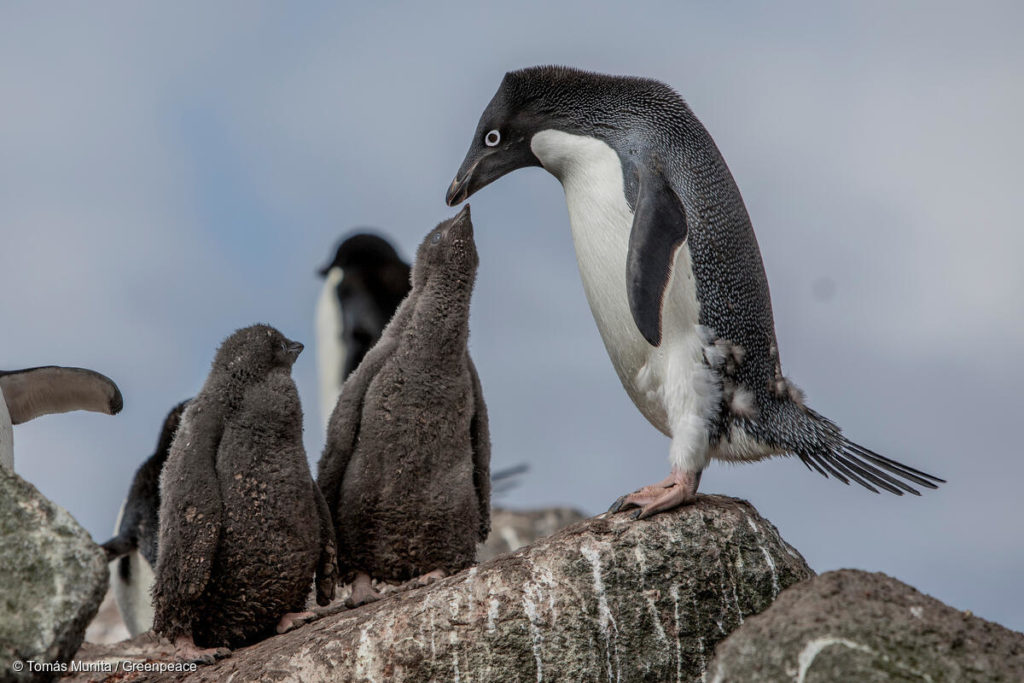 Pingüinos con crías en la Antártida © Tomás Munita Greenpeace