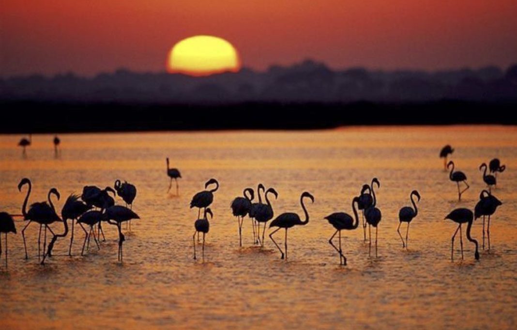Doñana pelícanos puesta del Sol
