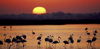 Doñana pelícanos puesta del Sol