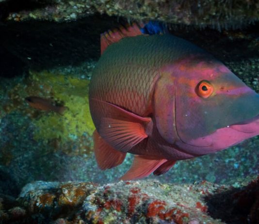 Madeira Islas Salvajes © National Geographic