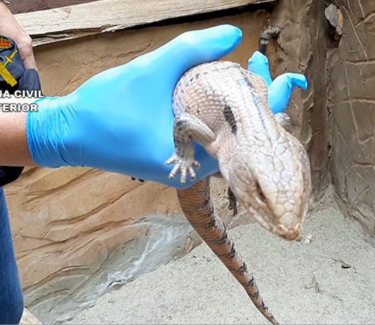 Guardia Civil Las palmas especies invasoras