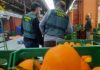Intervenidas en Alicante naranjas egipcias contaminadas con un plaguicida prohibido Guardia Civil naranjas egipcias Alicante