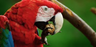 aves exóticas guacamayo