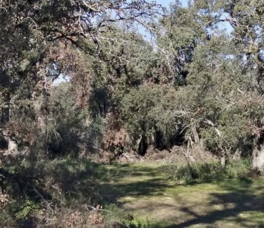 Madrid, Casa de Campo, encinar de San Pedro en estado de abandono