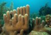 La cumbre de Montreal acuerda proteger el treinta por ciento de la diversidad biológica en la tierra y en el mar coral pilar (Dendrogyra cylindrus)