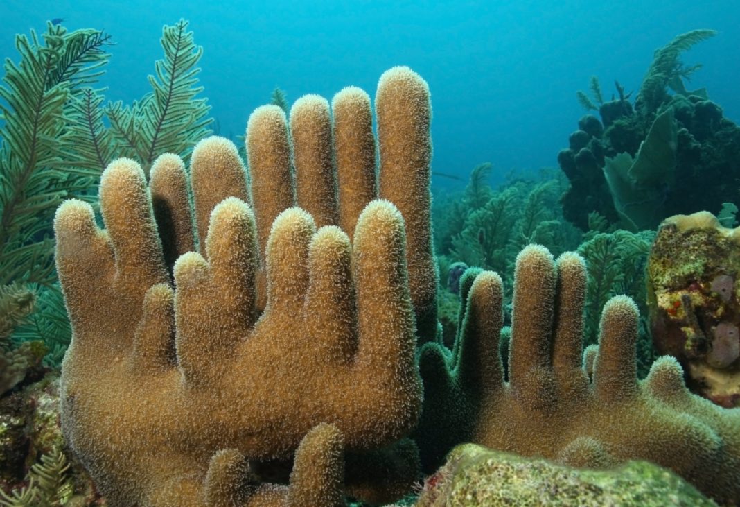 coral pilar (Dendrogyra cylindrus)