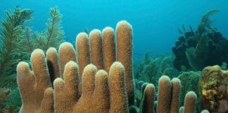 coral pilar (Dendrogyra cylindrus)