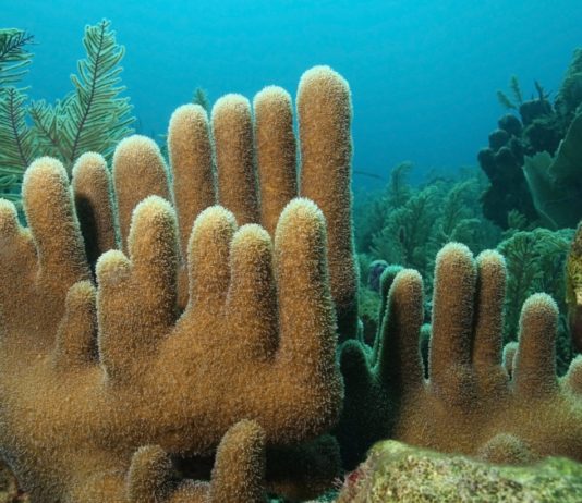 coral pilar (Dendrogyra cylindrus)