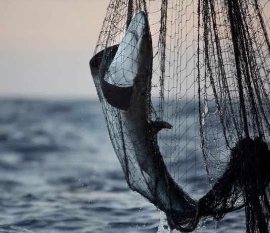 Bloom, pesca ilegal en el Índico