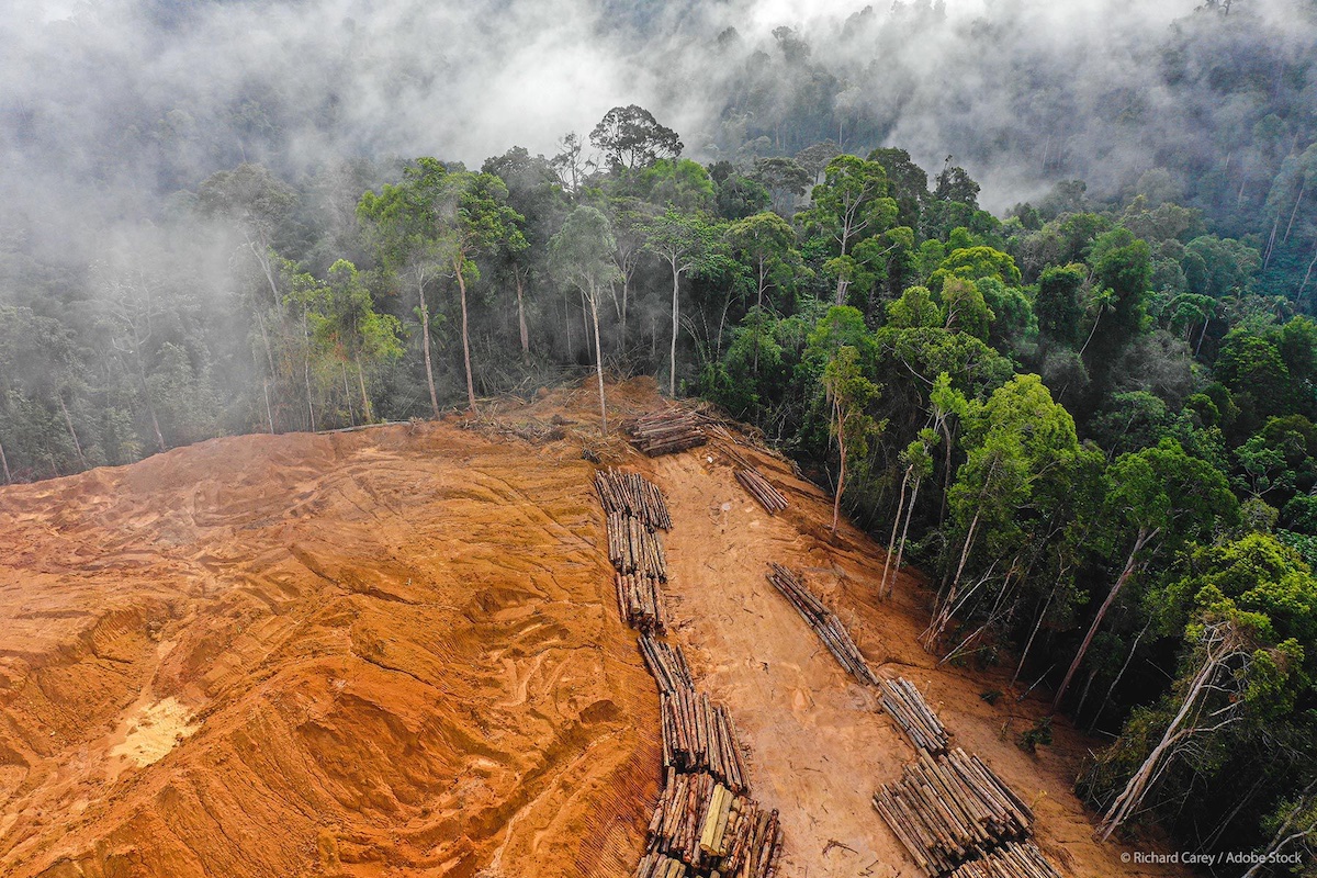 Deforestación bosques tropicales