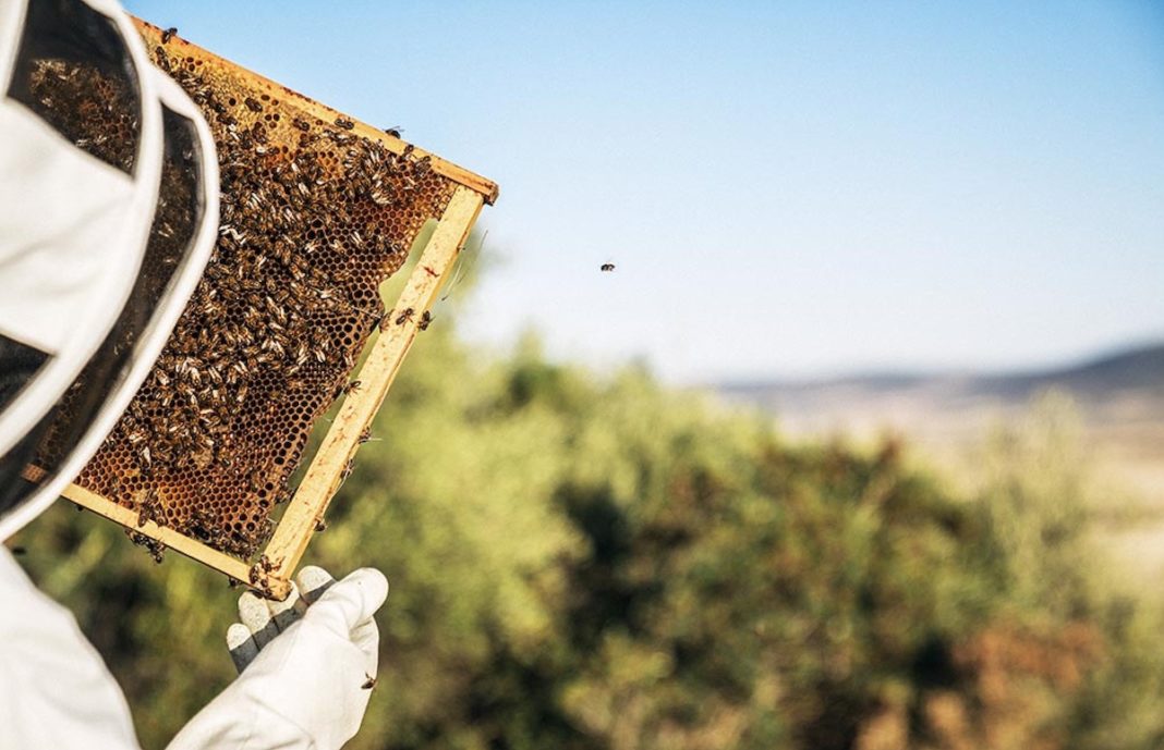 apicultor abejas panel