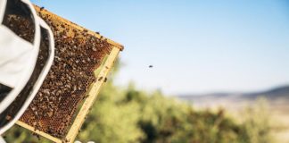 apicultor abejas panel
