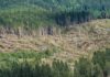Europarlamento: La derecha negacionista del cambio climático pierde una votación fundamental Bosque con miles de árboles caídos por el viento muy fuerte, noviembre de 2018, Baselga di Pine. Trentino alto, Adige, Italia, Europa