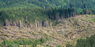 Bosque con miles de árboles caídos por el viento muy fuerte, noviembre de 2018, Baselga di Pine. Trentino alto, Adige, Italia, Europa