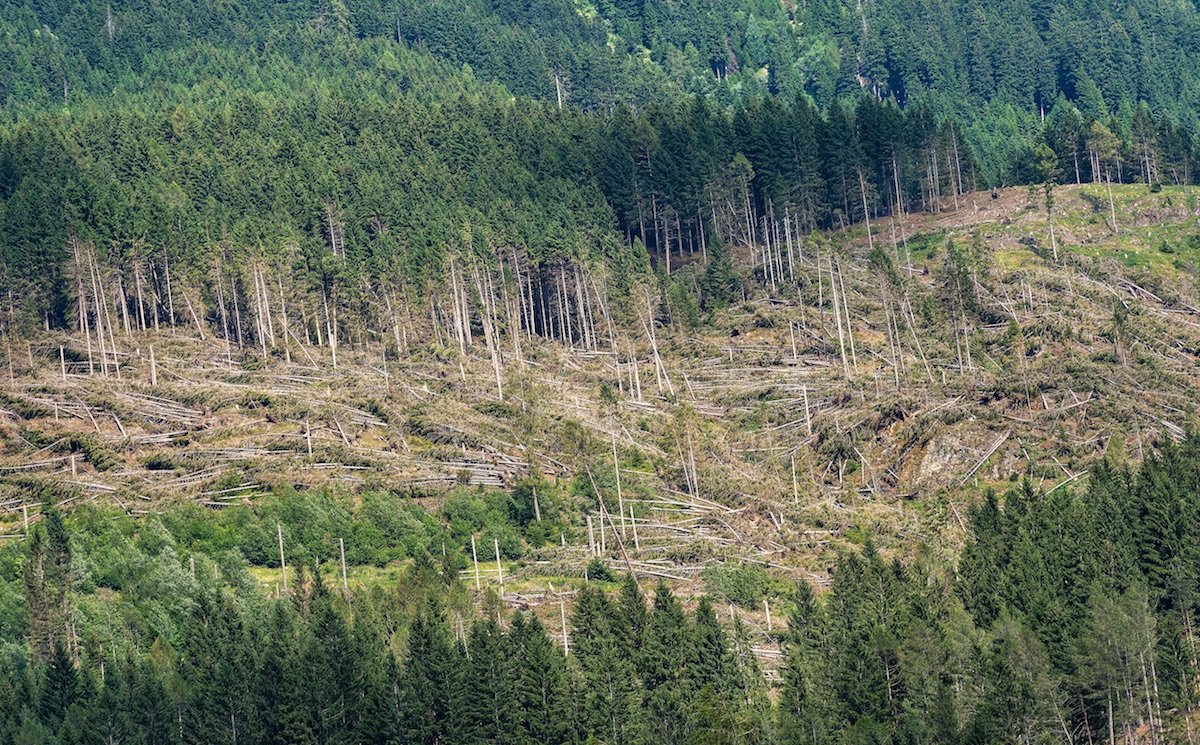 Bosque con miles de árboles caídos por el viento muy fuerte, noviembre de 2018, Baselga di Pine. Trentino alto, Adige, Italia, Europa