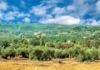 España: olivos en la sierra de Cazorla