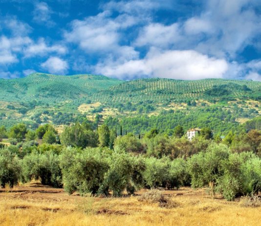 España: olivos en la sierra de Cazorla