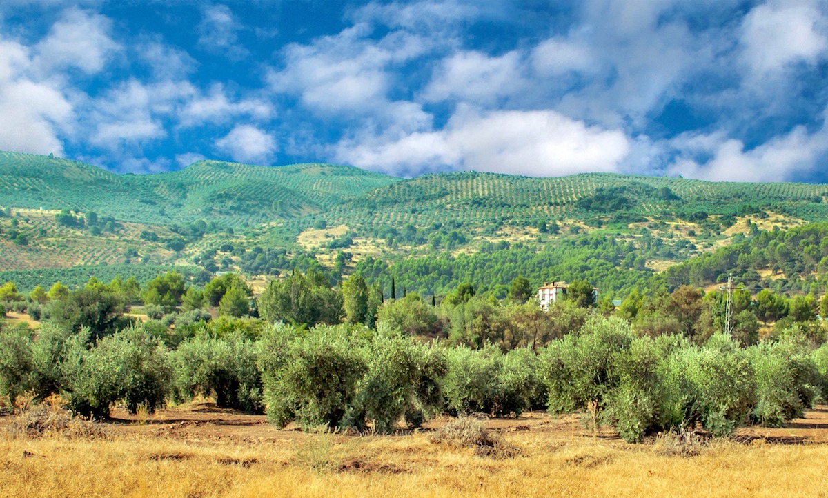 España: olivos en la sierra de Cazorla