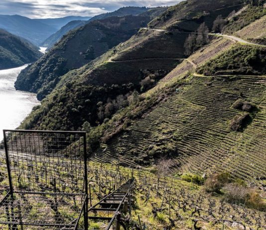 Viñedos Ribeira Sacra DO ORG