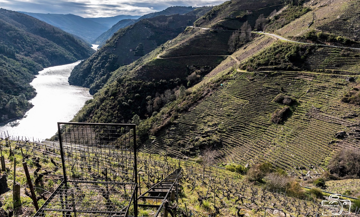 Viñedos Ribeira Sacra DO ORG