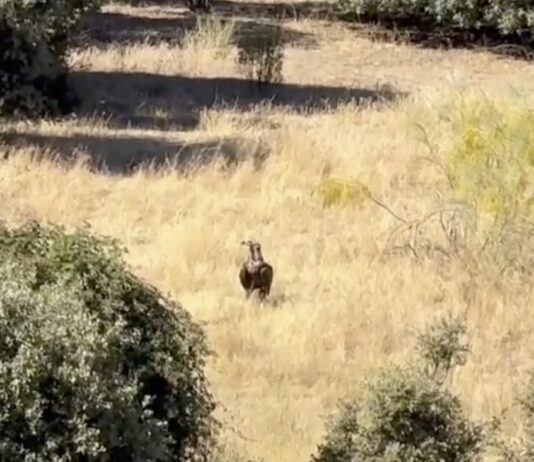 Fotograma de un vídeo de la asociación vecinal «Salvemos Montegancedo»