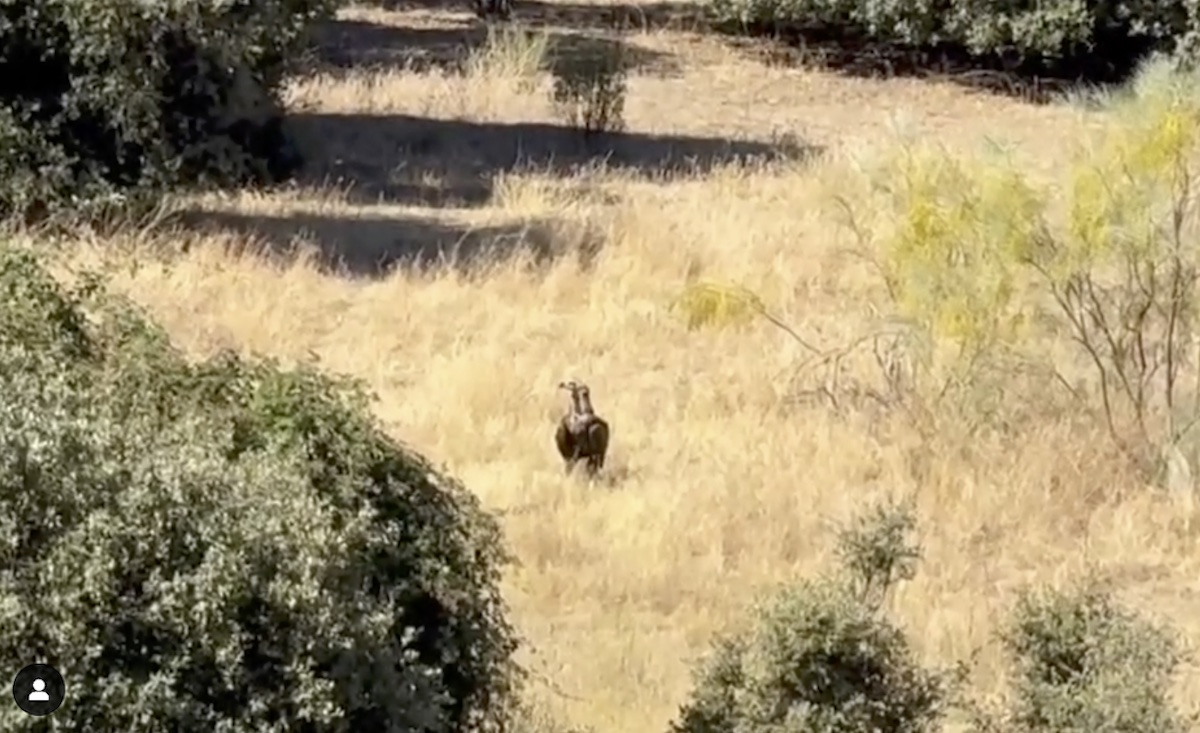 Fotograma de un vídeo de la asociación vecinal «Salvemos Montegancedo»