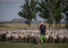 03 de Junio 2025. Almudena. Huesca Un rebaño de 800 ovejas de la localidad oscense de Almudévar se ha sumado en la víspera del Día del Medioambiente, a Greenpeace para denunciar, con un enorme SOS dibujado en la tierra, la precaria situación que vive el campo español y el agotamiento del insostenible sistema alimentario del país ©Greenpeace/Pedro Armestre