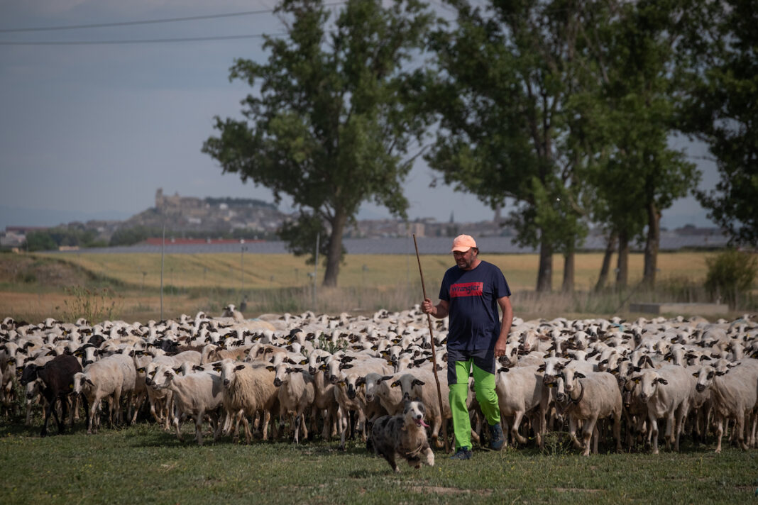 03 de Junio 2025. Almudena. Huesca Un rebaño de 800 ovejas de la localidad oscense de Almudévar se ha sumado en la víspera del Día del Medioambiente, a Greenpeace para denunciar, con un enorme SOS dibujado en la tierra, la precaria situación que vive el campo español y el agotamiento del insostenible sistema alimentario del país ©Greenpeace/Pedro Armestre
