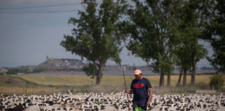 03 de Junio 2025. Almudena. Huesca Un rebaño de 800 ovejas de la localidad oscense de Almudévar se ha sumado en la víspera del Día del Medioambiente, a Greenpeace para denunciar, con un enorme SOS dibujado en la tierra, la precaria situación que vive el campo español y el agotamiento del insostenible sistema alimentario del país ©Greenpeace/Pedro Armestre