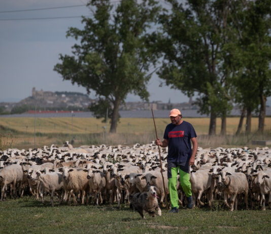 03 de Junio 2025. Almudena. Huesca Un rebaño de 800 ovejas de la localidad oscense de Almudévar se ha sumado en la víspera del Día del Medioambiente, a Greenpeace para denunciar, con un enorme SOS dibujado en la tierra, la precaria situación que vive el campo español y el agotamiento del insostenible sistema alimentario del país ©Greenpeace/Pedro Armestre