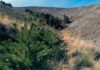 El monte de utilidad pública ubicado en el número 134 de Orzaduero está enclavado dentro del Parque Regional de la Sierra de Gredos, espacio incluido en la red Natura 2000 de gran valor de conservación. Tras el incendio ocurrido en 2009, el proyecto pretende restaurar la masa forestal, frenar, los procesos erosivos y promover la biodiversidad.